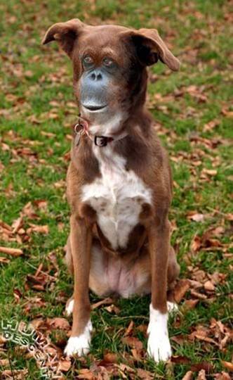 1990 Ford Bronco - This is a photoshopped image of a dog with a monkey's face.