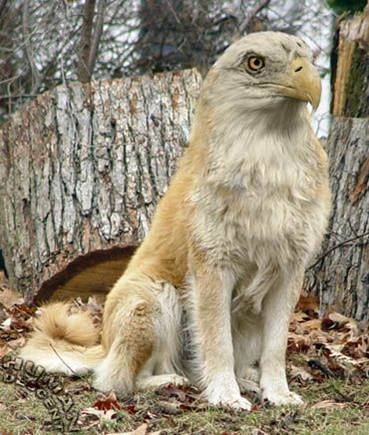 1990 Ford Bronco - This composite image depicts a creature with an eagle's head and a dog's body, set against a natural outdoor backdrop.