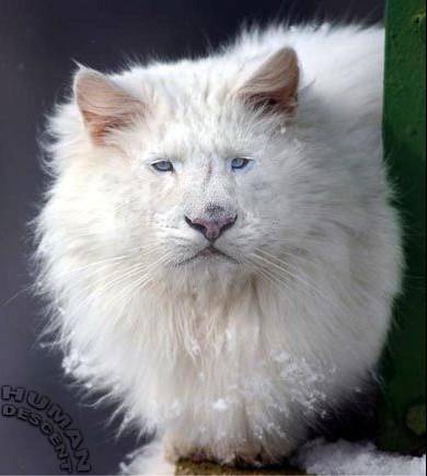 1990 Ford Bronco - A white lion with striking blue eyes is partially visible, with snow dusting its fur.