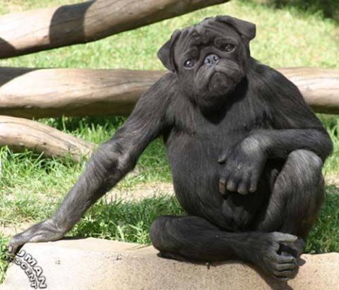 1990 Ford Bronco - This image shows a chimpanzee with the face of a pug, sitting on a rock in a grassy area with logs in the background.