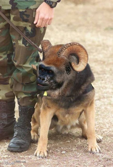 1990 Ford Bronco - A dog with a gorilla's face and ram's horns is held on a leash by a person in camouflage fatigues.