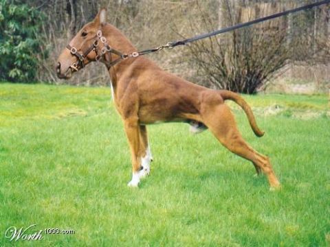 1990 Ford Bronco - This unusual creature, a horse with the head of a bull terrier, is pictured standing in a grassy field.