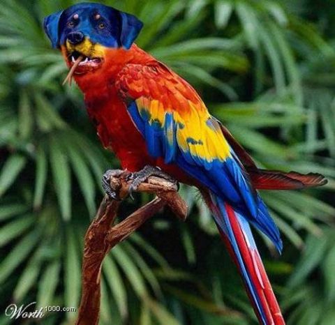 1990 Ford Bronco - A bizarre composite image shows a parrot with the head of a Rottweiler dog.