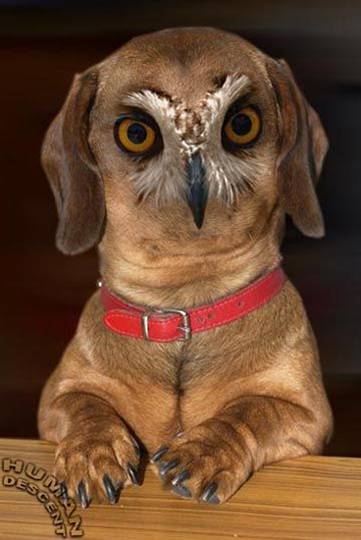 1990 Ford Bronco - This is a digitally altered image of a dog with owl features, not a 1990 Ford Bronco.