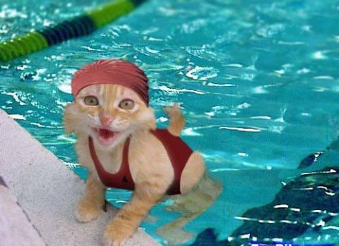 1990 Ford Bronco - A cat wearing a red swimsuit and swim cap climbs out of a swimming pool.