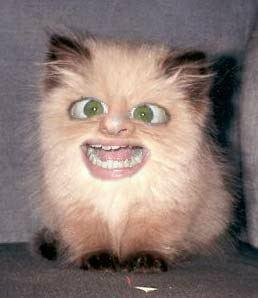 1990 Ford Bronco - This is a photoshopped image of a cat with a human face superimposed onto it.