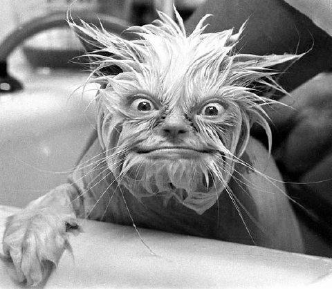 1990 Ford Bronco - A cat looks surprised with its fur wet and sticking up in a bathtub.