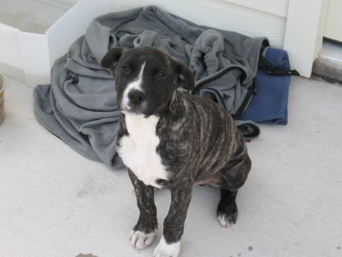 1986 Ford Bronco - A brindle pit bull puppy sits on a concrete surface with blankets piled behind it.