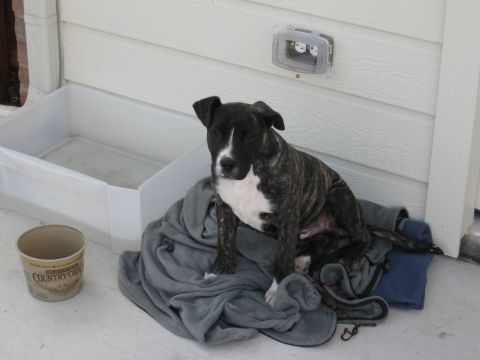 1986 Ford Bronco - A young dog sits on a pile of blankets outside a house, with a tub and butter container nearby.