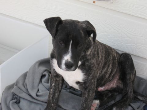 1986 Ford Bronco - A brindle pit bull puppy sits on a gray blanket in front of a white wall.