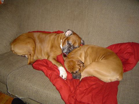1989 Ford Bronco - Two boxer dogs are sleeping together on a couch covered with a red blanket.