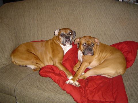 1989 Ford Bronco - Two boxer dogs are relaxing together on a couch.