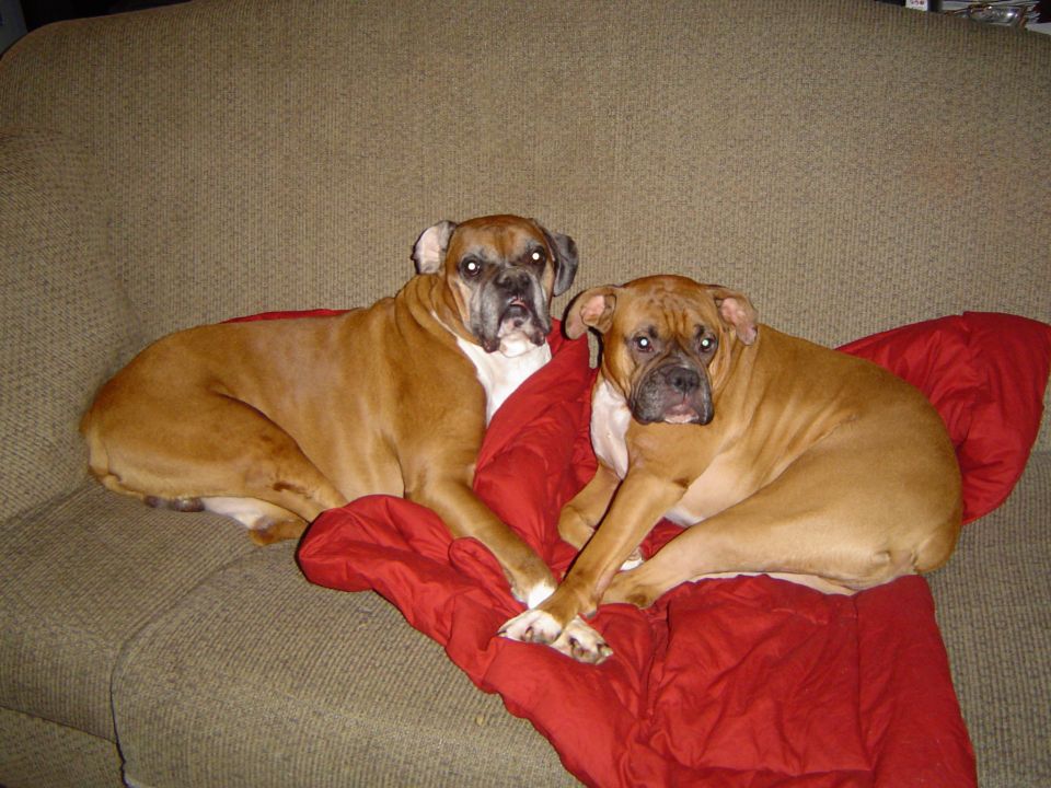 Two boxer dogs lounging on a couch with a red blanket
