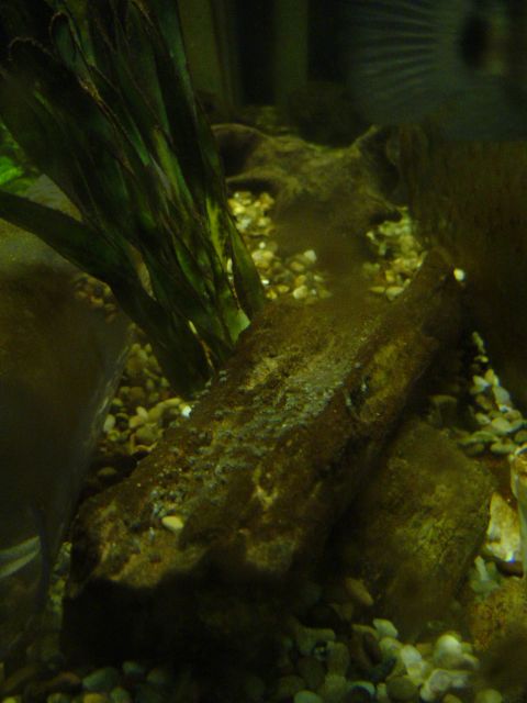 1989 Ford Bronco - An underwater view of an aquarium environment with various natural elements.