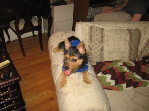 1988 Mercury Grand Marquis - Tobi in blue sweater Jan. '07