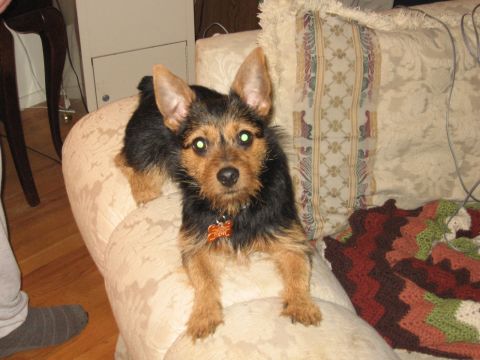 1988 Mercury Grand Marquis - Tobi looking straight forward on couch Jan. '07