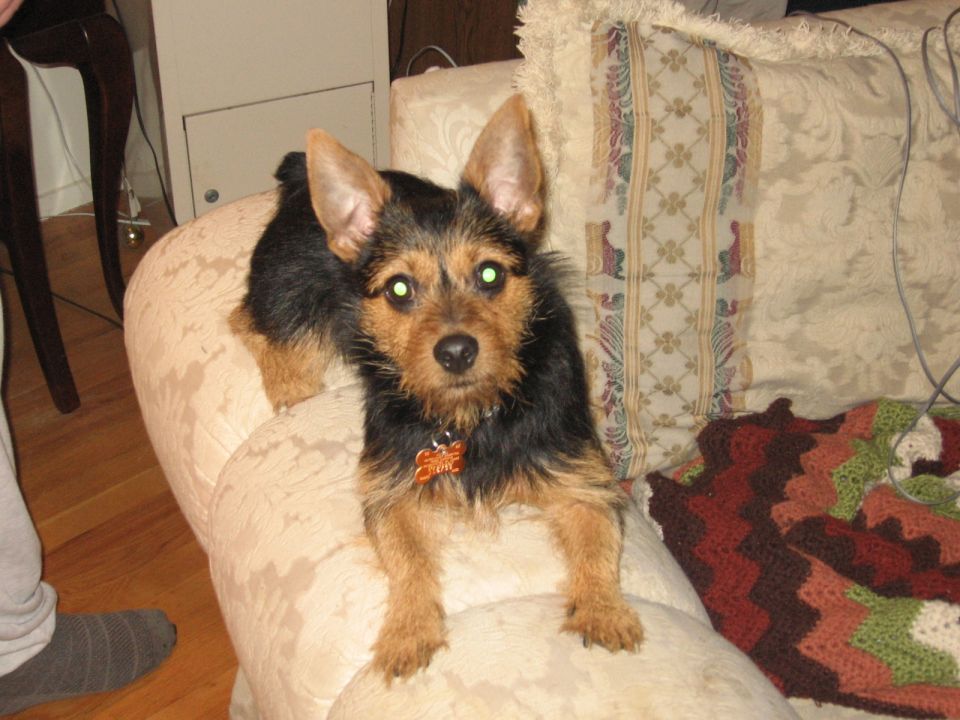 Tobi looking straight forward on couch
Jan. '07