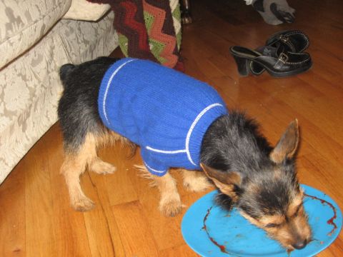 1988 Mercury Grand Marquis - pic of Tobi in blue sweater lickin gup ravioli sauce Jan. '07
