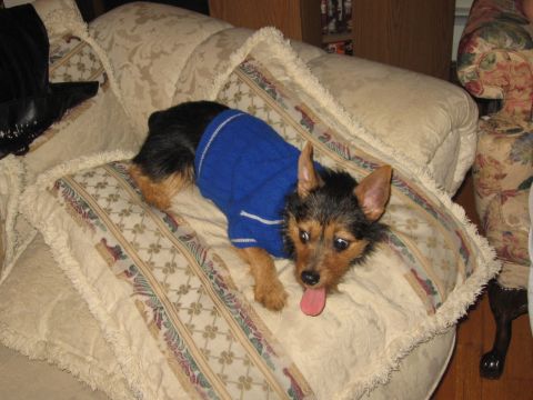 1988 Mercury Grand Marquis - Tobi in blue sweater on couch pillow Jan. '07