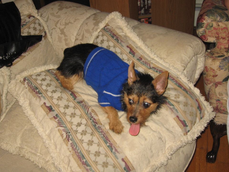 Tobi in blue sweater on couch pillow
Jan. '07
