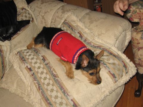 1988 Mercury Grand Marquis - Tobi in red sweater on couch pillow Jan. '07