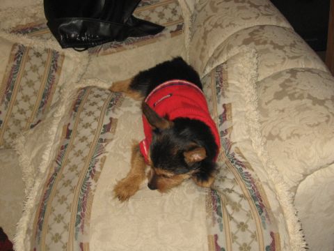 1988 Mercury Grand Marquis - Tobi in red sweater on couch pillow Jan. '07