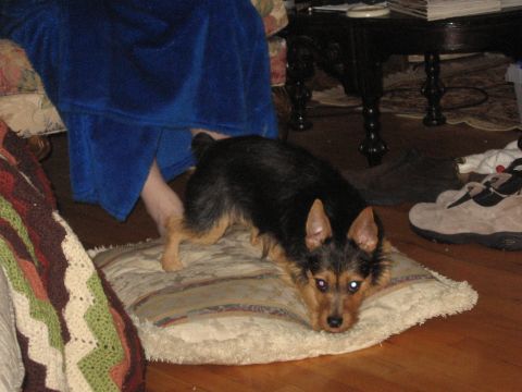 1988 Mercury Grand Marquis - Tobi on couch pillow Jan. '07