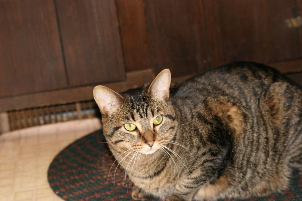Green-eyed brown tabby cat crouched on braided rug in front of dark wood cabinets