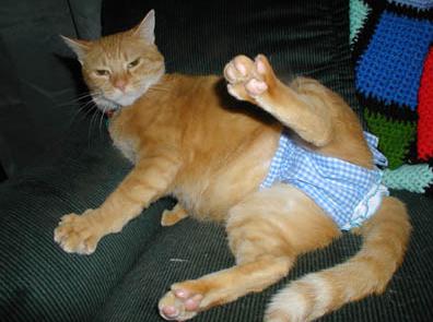 1993 Ford Bronco - An orange cat is seen lounging on a couch while wearing a blue gingham diaper.