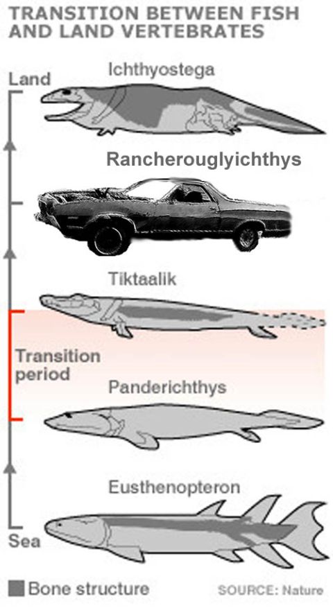 1971 Ford Ranchero - Diagram illustrating evolutionary transition, a 1970s Ford Ranchero as an example of a land vertebrate.