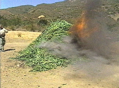 1989 Ford Bronco - A large pile of green vegetation is on fire in a dry, hilly landscape with a man observing.