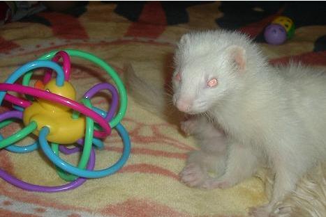 1993 Ford Bronco - A white ferret is playing with a colorful toy on a blanket.