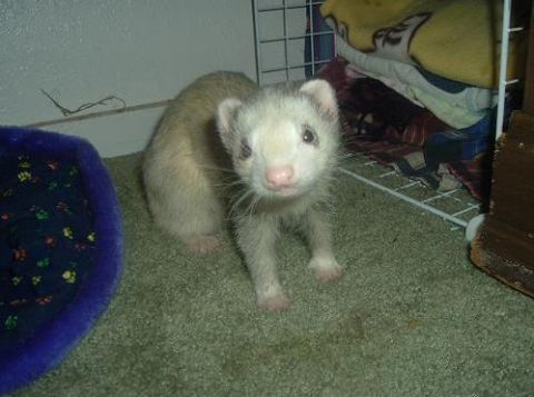 1993 Ford Bronco - A ferret stands on a carpeted floor near its bed.