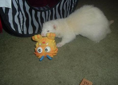 1993 Ford Bronco - A white ferret is playing with a colorful toy monster next to a black and white striped pet tunnel.