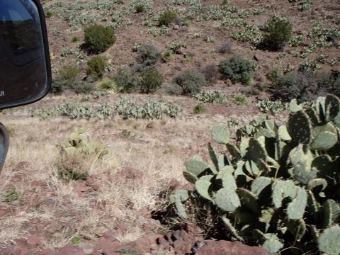 1996 Ford Bronco - Desert scenery with prickly pear cactus, viewed from inside a vehicle.