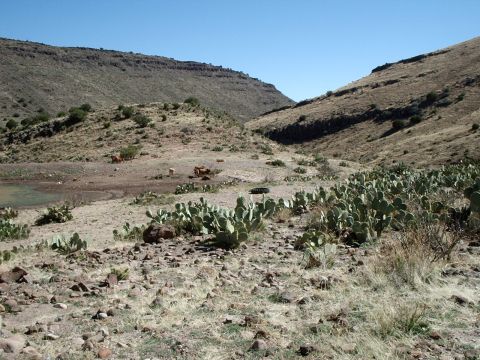 1996 Ford Bronco - A tire rests on the ground in a desolate, arid landscape dotted with cacti and a few cows.