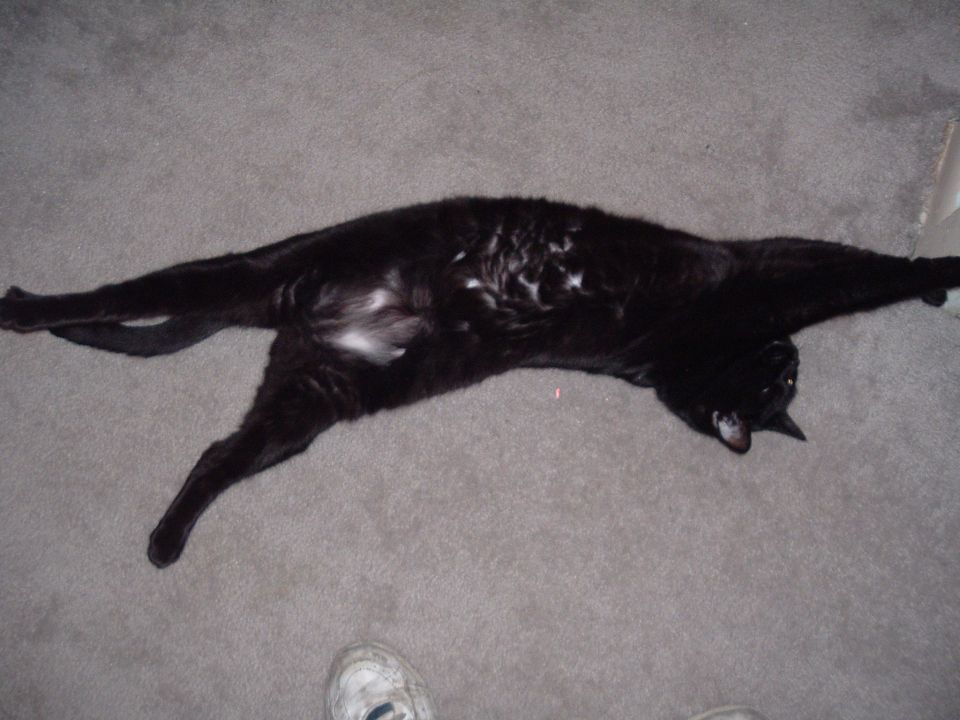 Black cat lying stretched out on its back on beige carpet