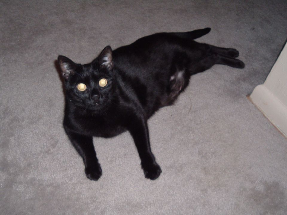 Black cat with glowing eyes lying on beige carpet