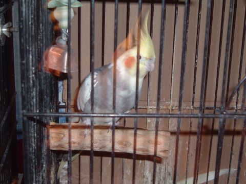 1986 Ford Bronco - A cockatiel sits on a perch inside its cage, with a bell toy hanging nearby.