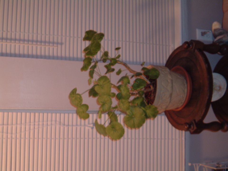 Potted green houseplant on a wooden table by a window