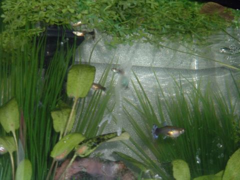 1986 Ford Bronco - Guppies swim in a planted aquarium, with artificial greenery at the top and sides.