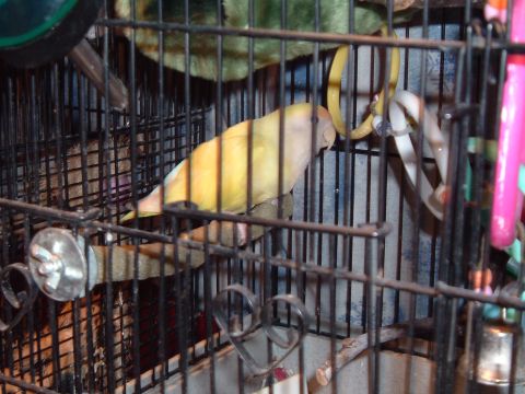 1986 Ford Bronco - A yellow and white bird is perched inside a cage, surrounded by toys and cage bars.