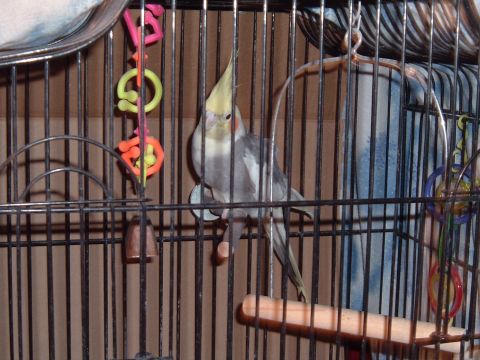 1986 Ford Bronco - A cockatiel sits on a perch within its cage, surrounded by toys.