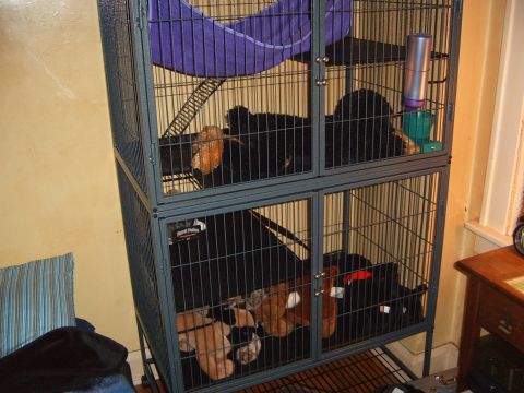 1993 Ford Bronco - A multi-level ferret cage contains several animals and various toys, with a purple hammock suspended at the top.