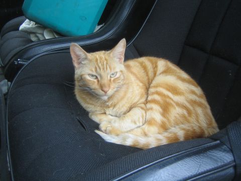 1987 Suzuki Samurai - A ginger cat rests comfortably on the driver's seat of a vehicle.