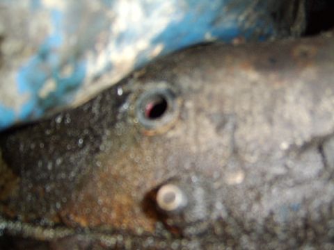 1989 Ford Bronco - It is so tight, I had to remove this one bolt to gain that little extra room needed to remove the pan, and it was still tough.