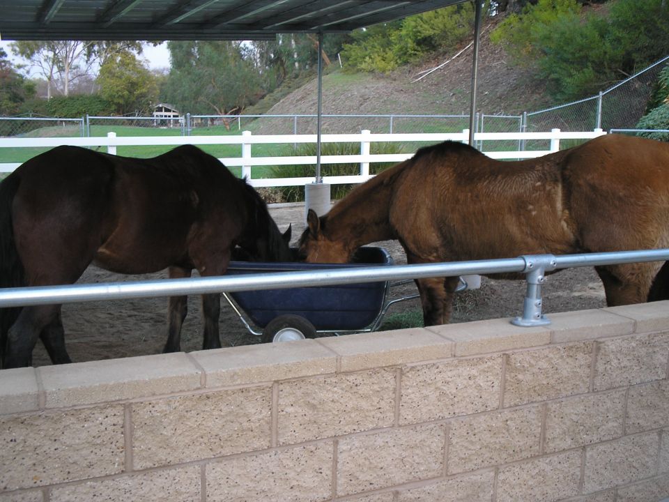 inhabitants of new corral