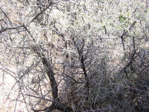 1996 Ford Bronco - A dense, thorny bush with sharp spines covers the arid landscape.