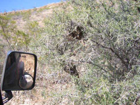 1996 Ford Bronco - Side mirror reflection of a Jeep driving on a dirt road through a desert landscape.