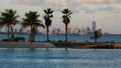 1984 BMW 3 Series - Palm trees line a beach with the Miami skyline in the distance across the water.